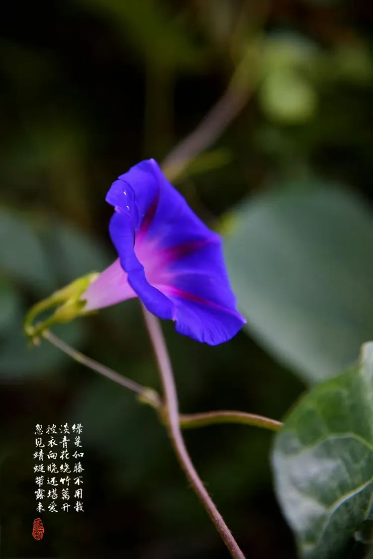 小小牵牛花