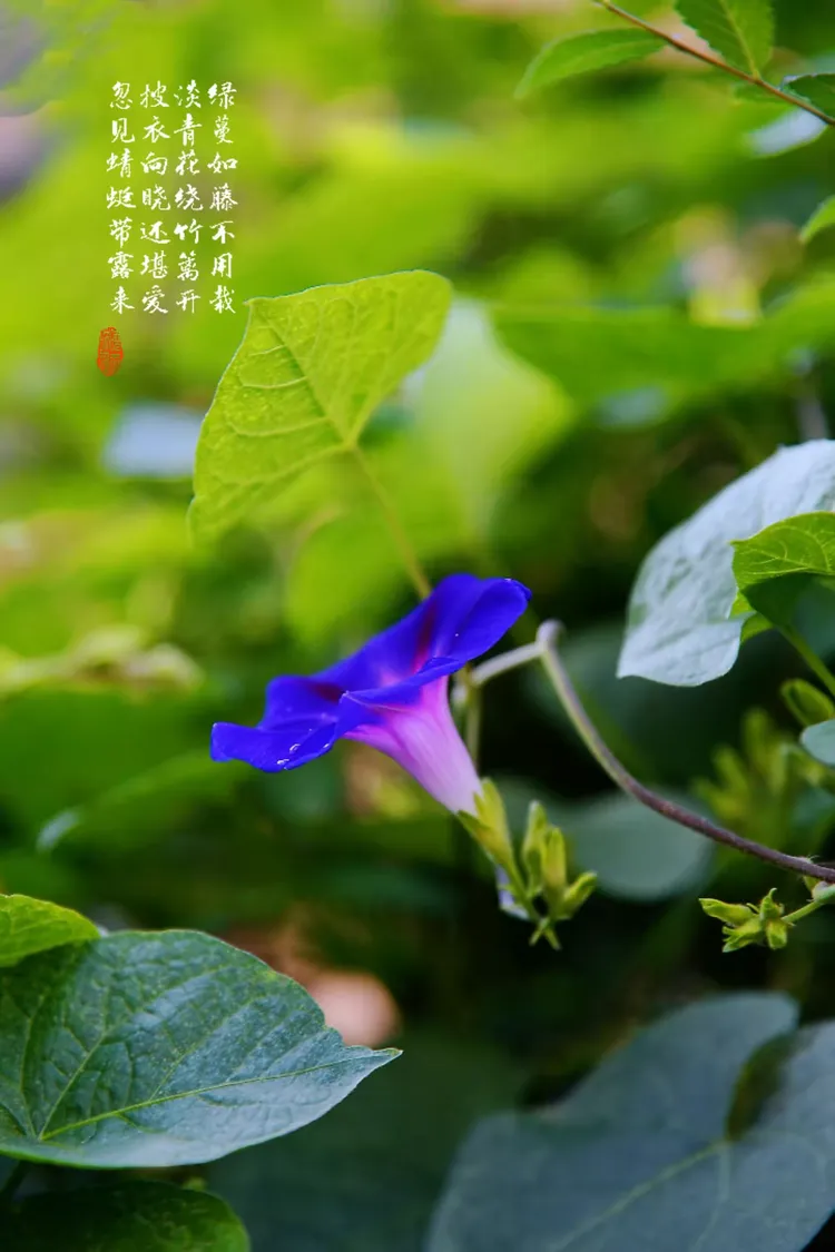 小小牵牛花