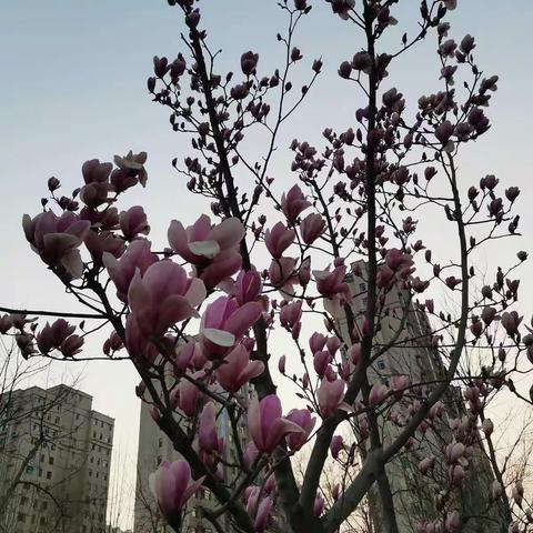 线上教学勤耕耘，凝心聚力待花开—— 郑山街道翔雁小学师生们精彩的课堂剪影