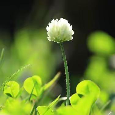 “多彩阳光，童心飞扬” ——新庄镇新华阳光幼儿园第一届春季亲子趣味运动会圆满闭幕！