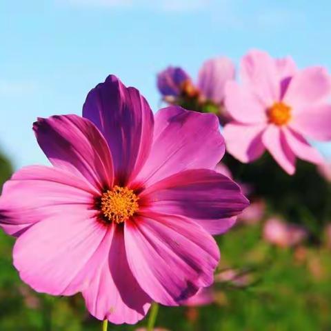 【如师附小二1班语文跨界课程】格桑花成长记 陈徐铭