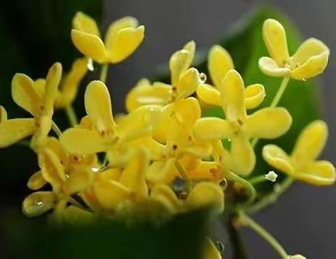 迷人的桂花-如师附小二(7)班 徐晨溪