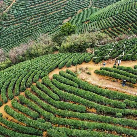 最美人间三月天