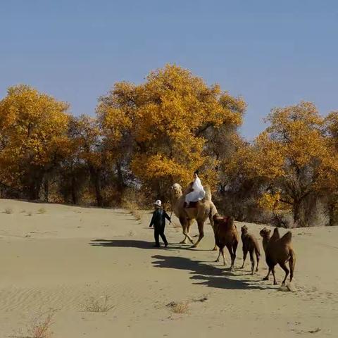 金秋醉美数南疆（二）