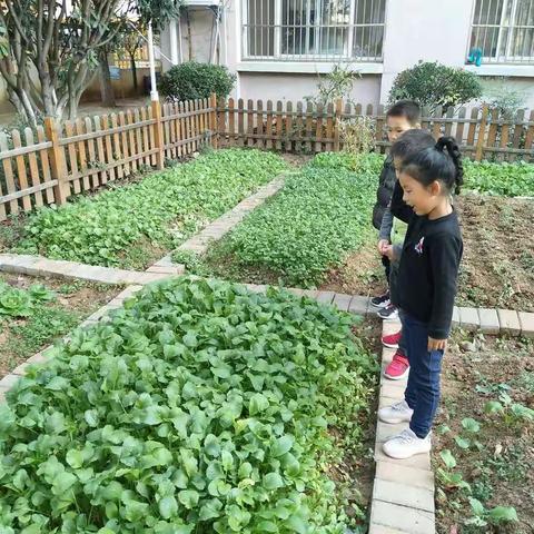 种植园地中的幼儿自主探索――以探究蚱蜢的奥秘为例