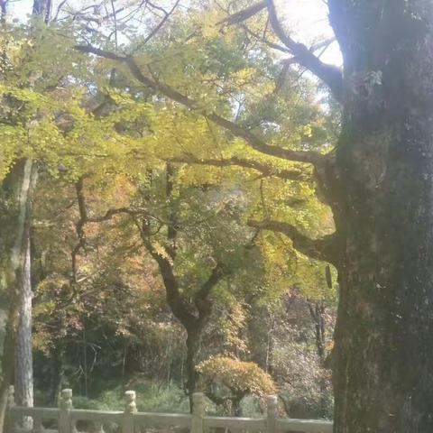 周末寻秋～色彩斑澜☀️阳光甚好