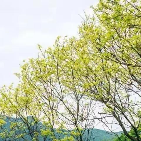 致家长的一封信