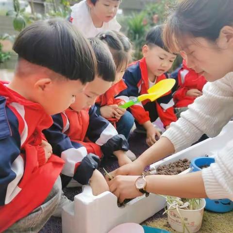 “快乐种植，“蒜”你可爱”——芳草地幼儿园小班段