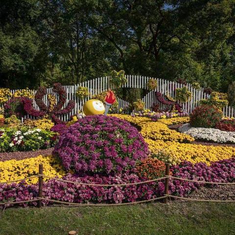 共青森林公园菊花展