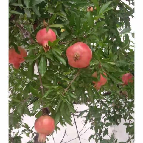 越历青山的美篇