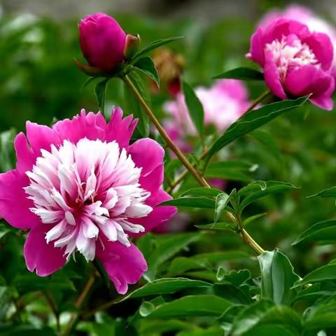 视觉海安｜芍药花开 美色荡漾