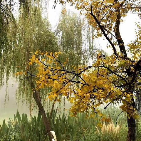 视觉海安 | 秋雾蒙蒙叶正红