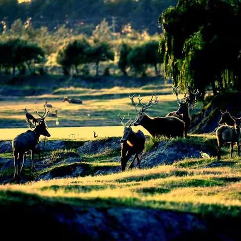 美丽黄海｜鹿鸣鹭舞湿地情
