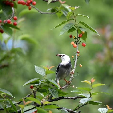 视觉海安｜和谐共享樱桃宴
