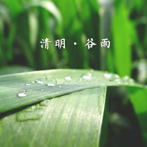 “清明谷雨天，花落春归又一年” —— 乌鲁木齐市第二十三幼儿园二十四节气之 “清明.谷雨”