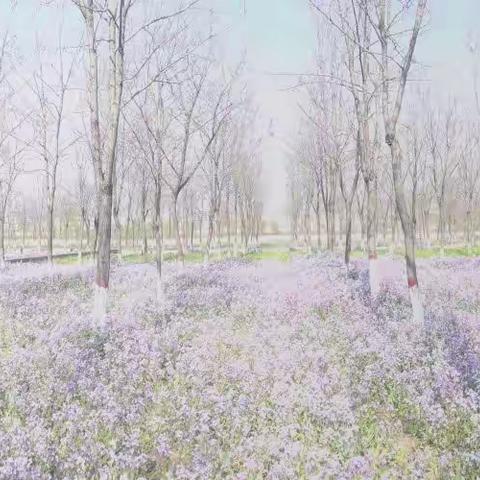 疫情期间，马布小学居家锻炼篇