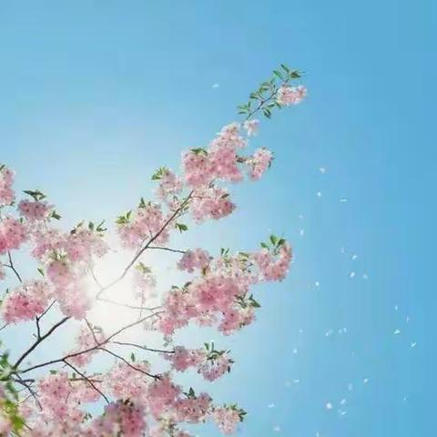 春归燕来，桂子花开——姚村镇申家岗学校春季开学消毒防疫工作记实