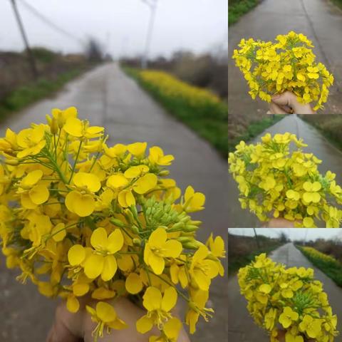 油菜花开了迎来了我的十九