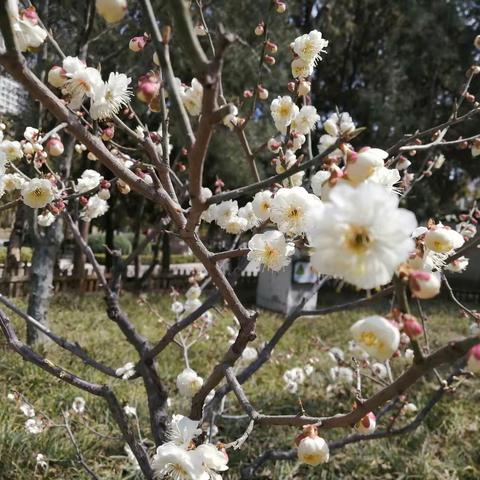 春暖花开，阳光正好。