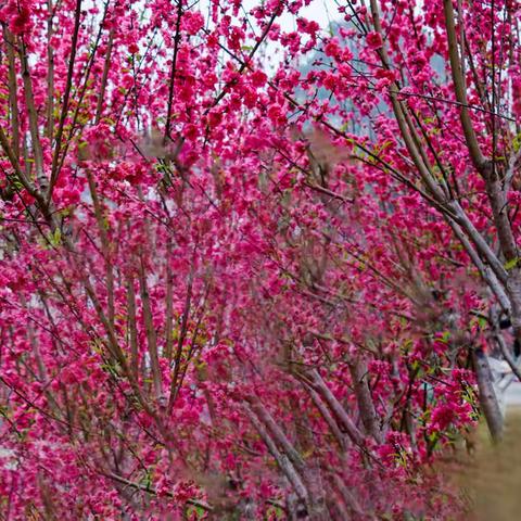 春暖花开龙城美