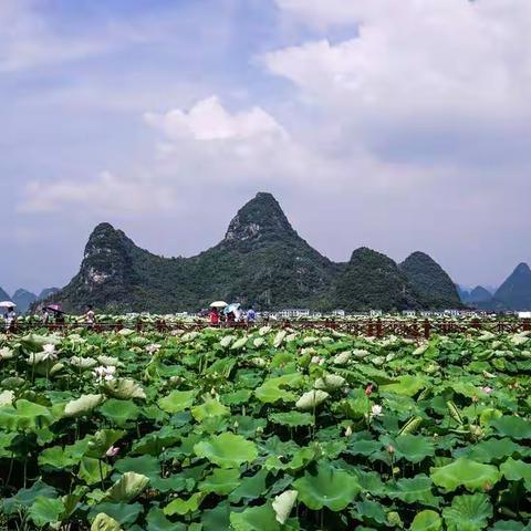 来生愿做一朵莲