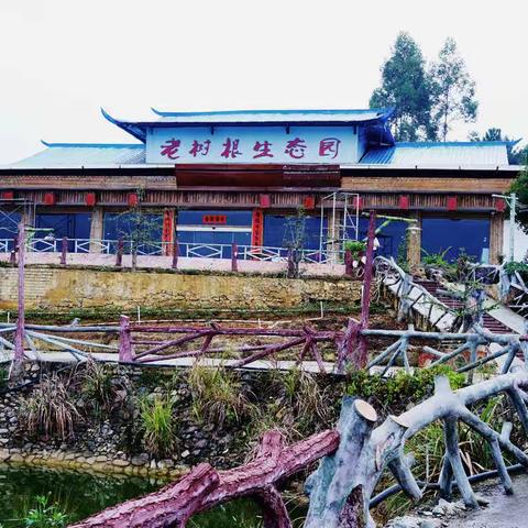 战友情谊深，相聚老树根