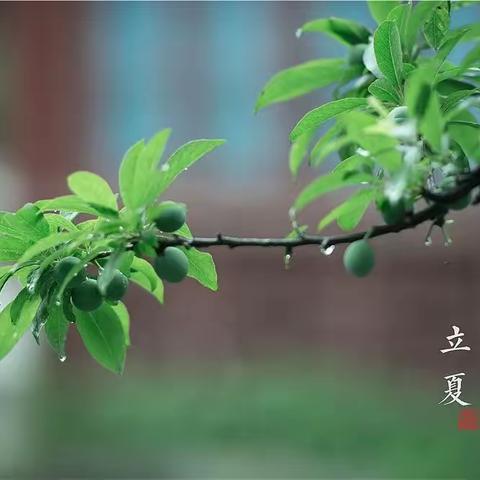 《茶与健康》系列，二十四节气如何饮茶？—立夏篇