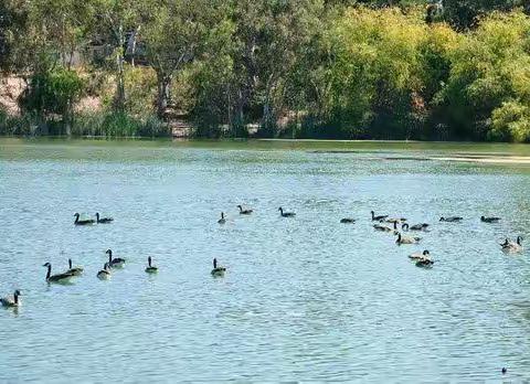 惊魂动魄雁丘词