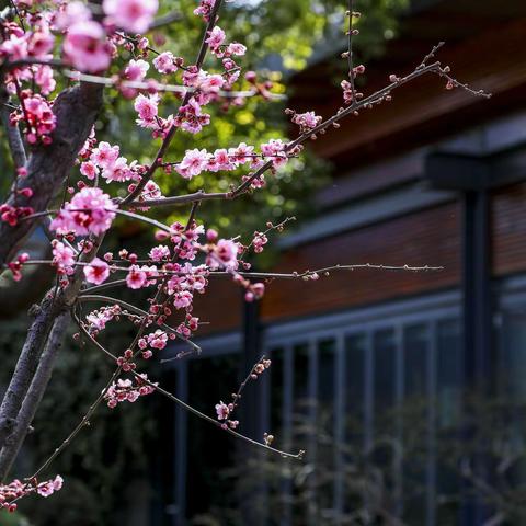 梅花、樱花、白玉兰，花满申城