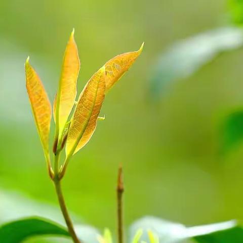 《中亚》之父（七）