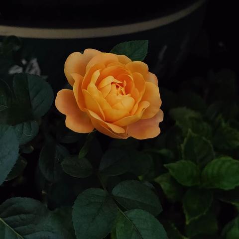 2023.5.19龙华街头杂摄(十四)