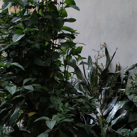 2023.5.21小区杂摄(二)