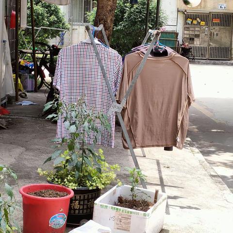 2023.5.19小区杂摄(十一)