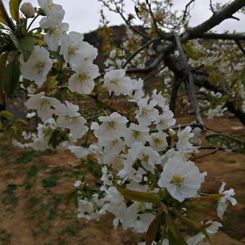 春，带我们走进樵夫山