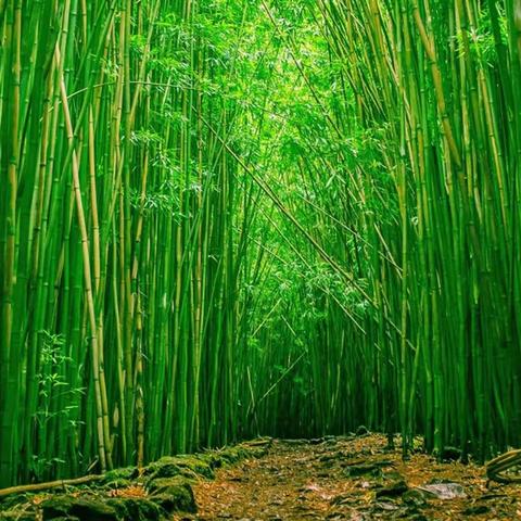 网络转载：高山不语，自是巍峨；蓝天不语，自是广博；智者无言，自是渊博