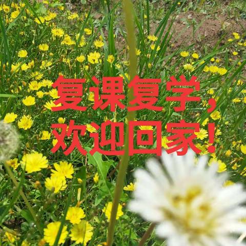 复学梦圆，夏花绚烂 ------                              拔奎小学低年级返校复学