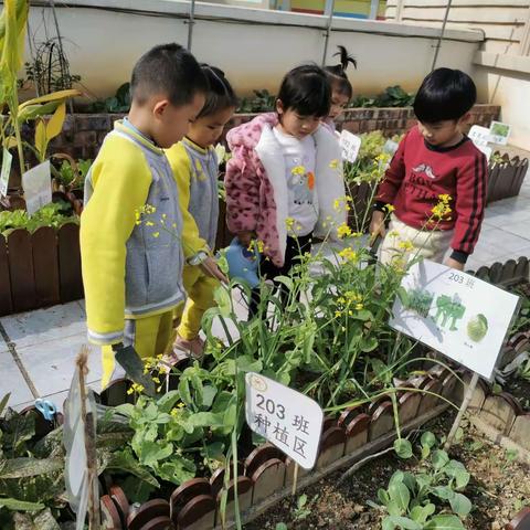 体验生活收获成长——203收菜乐趣