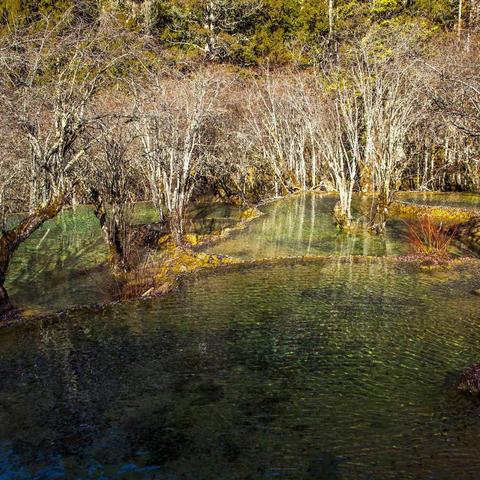 甘川滇揽胜-6续.黄龙沟植被瀑群