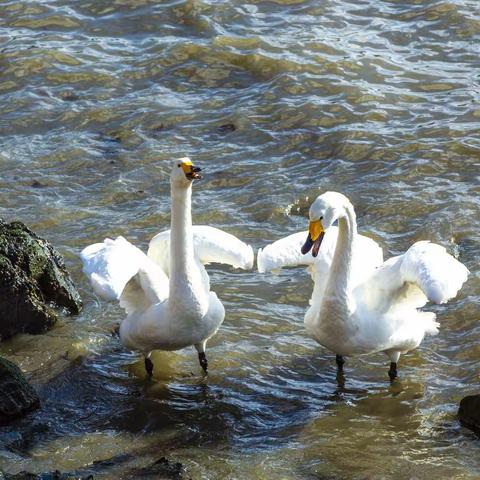 渔村—烟墩角大天鹅