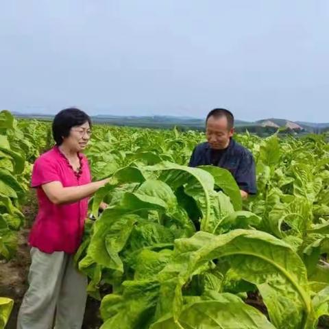 强化绿色防控保障措施  稳固优质特色烟叶生产