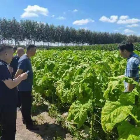 协调均衡烟株营养吸收 探索生物有机肥烟叶生产发展应用前景