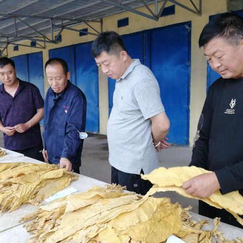 哈尔滨烟叶公司副经理崔海志到宾县产区指导调研