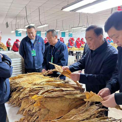 哈尔滨烟叶公司马彦领经理到宾县检查指导烟叶收购工作