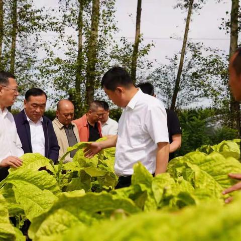 保障原料上水平 满足优质烟叶供应