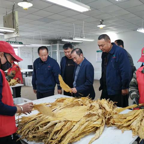 省局（公司）烟叶处副处长付茂辉检查指导烟叶收购工作