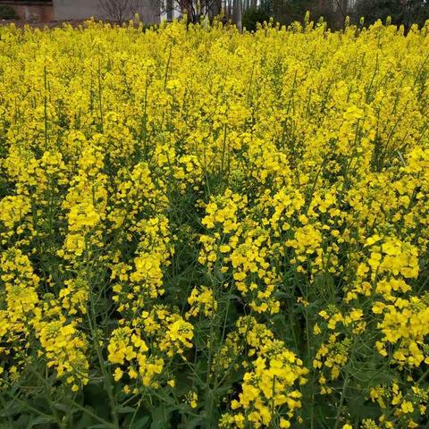 2019.3南堤油菜花中的露露曦曦