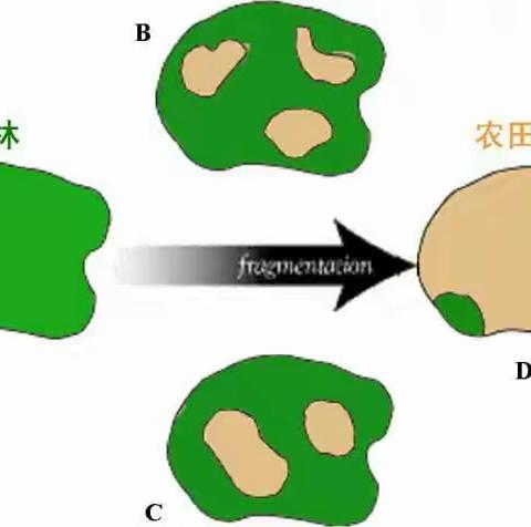 生境破碎 生态小游戏——第八组