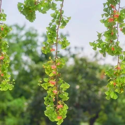 一年好景君须记，最是橙黄橘绿时！