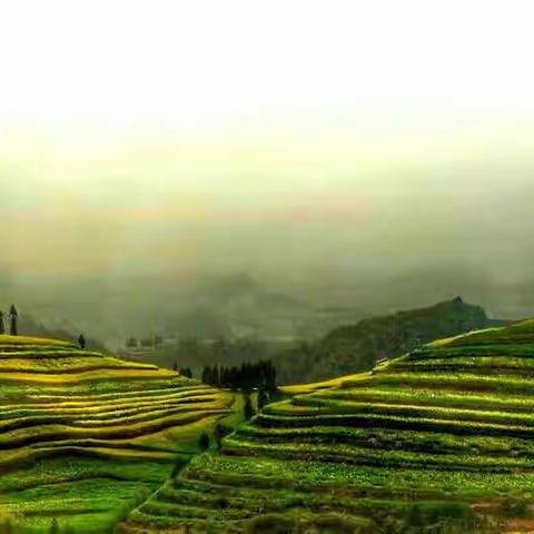 春天的黄色，罗平黄