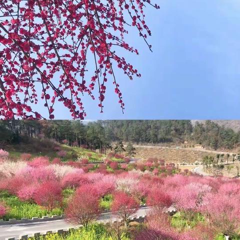 东风52幼儿园——                              缤纷女神节 华丽绽放